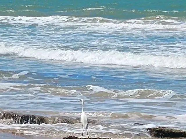 Imagem 6: Flat Pé na Areia em Pontal de Coruripe