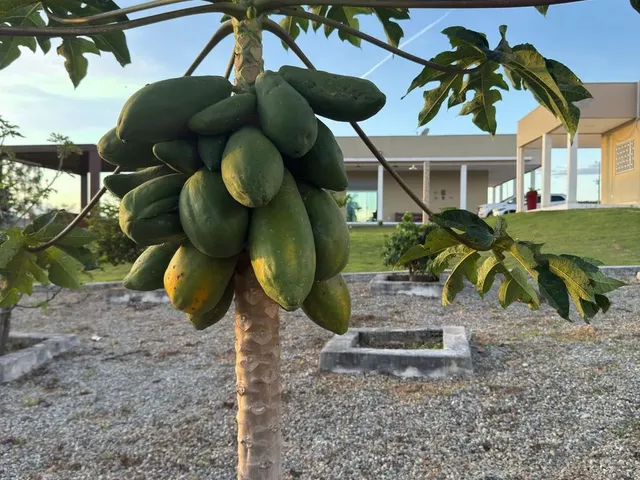 Imagem 10: Lindo Paraiso para Confraternização