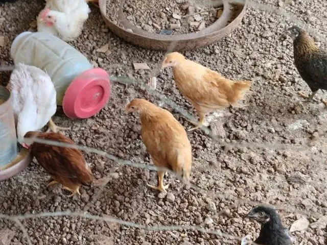 Imagem: Venda Ou Troca Pego Imóvel e Veículo