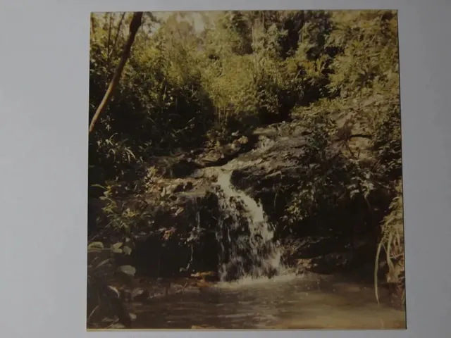 Imagem: Vende-Se Bosque para Apaixonados pela Natureza