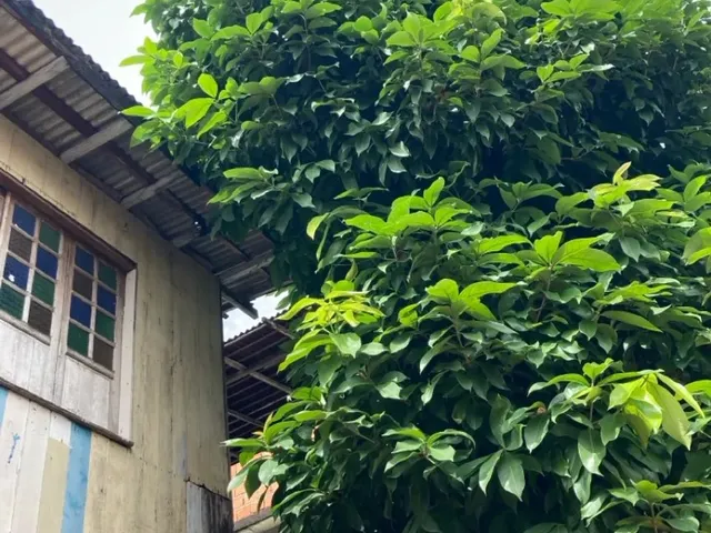 Imagem 6: Casa de Madeira Mobiliada