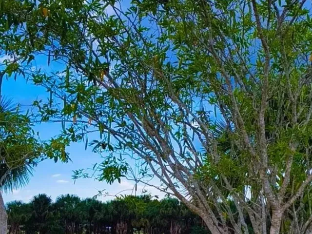 Imagem 15: Alugo Casa no Condomínio Jardim Marselha - Marituba