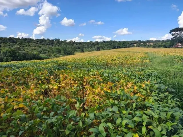 Imagem: Terreno 3 Alqueires - Beira de Estrada