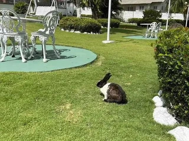Imagem 8: Mansão com Piscina em Salinas