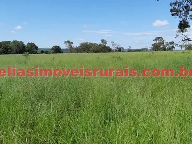 Imagem 15: Fazenda 75,92 Hectares - Monte Alegre de Minas
