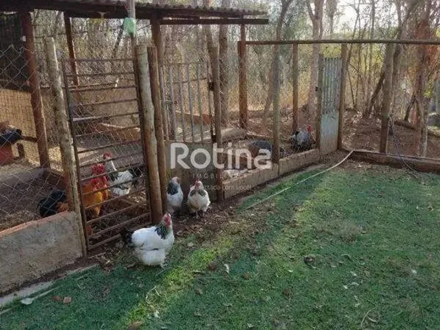 Imagem 11: Chacara À Venda, 2 Quartos, Represa de Miranda - Indianópolis/Mg - Rotina Imobiliária