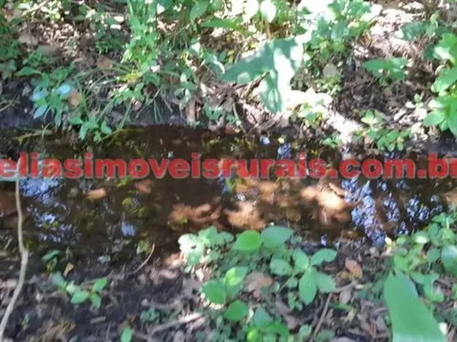 Imagem 3: Sítio 11,75 Hectares - Monte Alegre