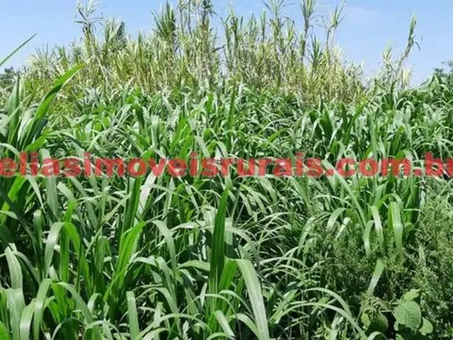 Imagem 9: Sítio 11,75 Hectares - Monte Alegre