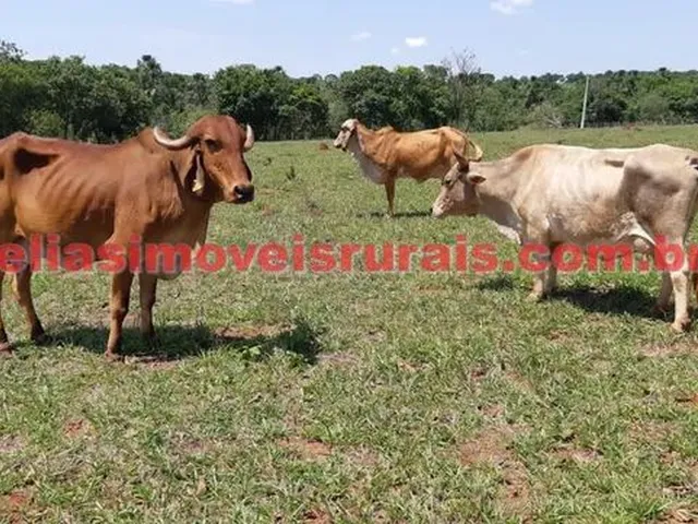 Imagem 7: Sítio 11,75 Hectares - Monte Alegre
