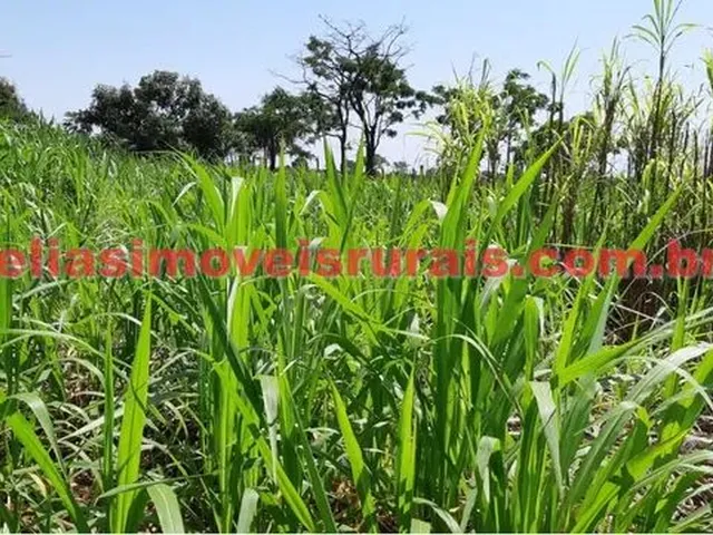 Imagem 10: Sítio 11,75 Hectares - Monte Alegre