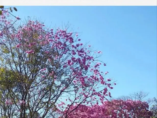 Imagem 6: Fazenda Próximo Uberlândia