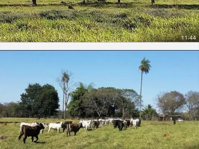 Imagem 3: Fazenda Próximo Uberlândia