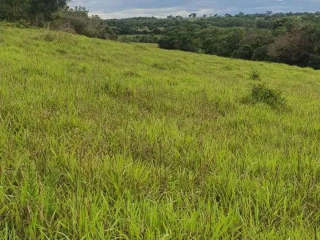 Imagem 6: Fazenda À Venda em Monte Alegre de Minas