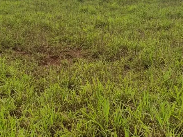 Imagem 9: Fazenda À Venda em Monte Alegre de Minas