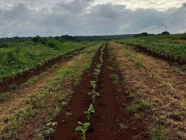 Imagem: Excelente Fazenda Dupla Aptidão com 77