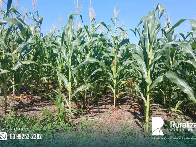 Imagem 7: Uberaba - Mg 281,04 Hectares em Lavoura
