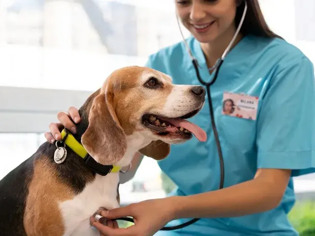 Imagem: Clinica Veterinária Completa À Venda