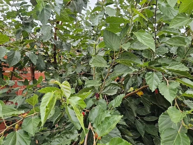 Imagem 11: Casa 2 Quartos a Venda em Ponte Alta