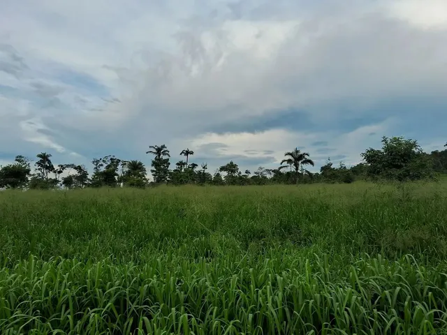 Imagem: Fazenda em Campos Novos Iracema