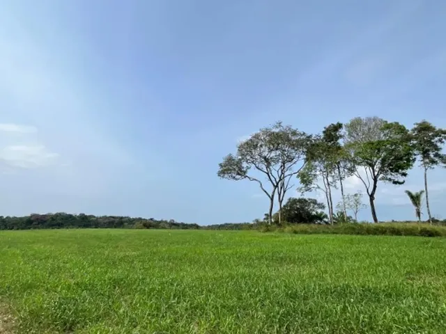 Imagem: Fazenda em Alto Alegre Rr