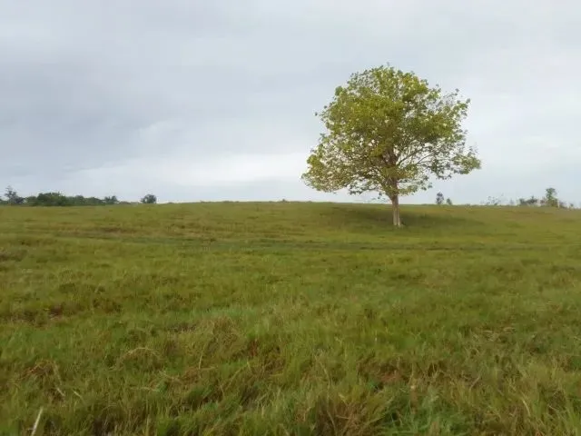 Imagem: Fazenda - 6.000M² - Nova Colina-Rr - Vr