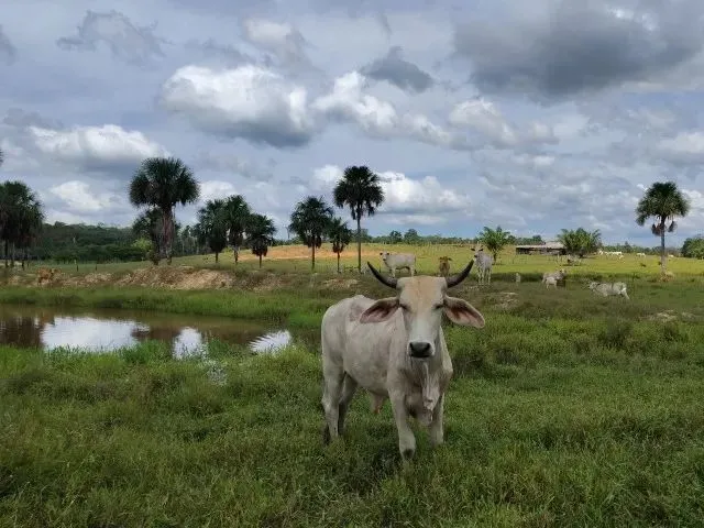 Imagem 5: Fazenda no Canta na Confiança III
