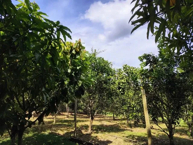 Imagem 10: Fazenda no Canta na Confiança III