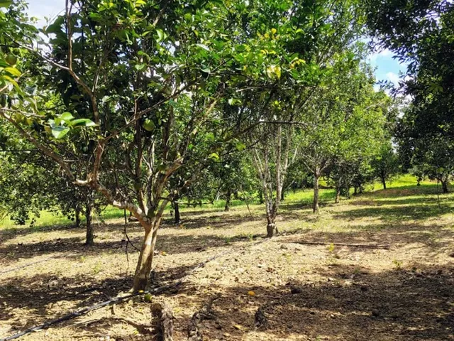 Imagem 14: Fazenda no Canta na Confiança III