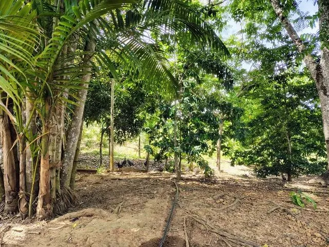 Imagem 16: Fazenda no Canta na Confiança III