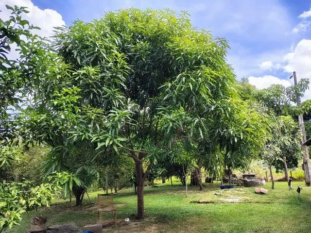 Imagem 15: Fazenda no Canta na Confiança III