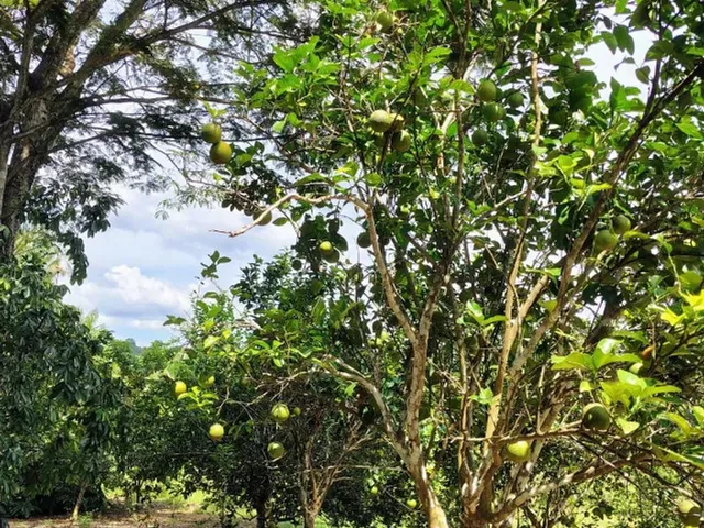Imagem 12: Fazenda no Canta na Confiança III