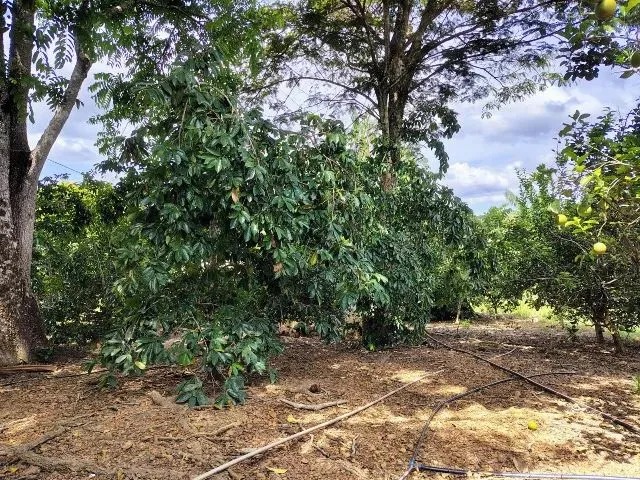 Imagem 13: Fazenda no Canta na Confiança III