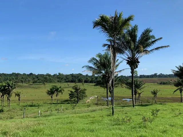 Imagem: Área para Pecuária-Alto Alegre