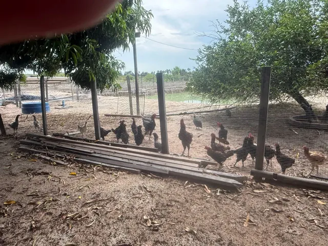 Imagem 3: Chácara a 10 Minutos da Cidade