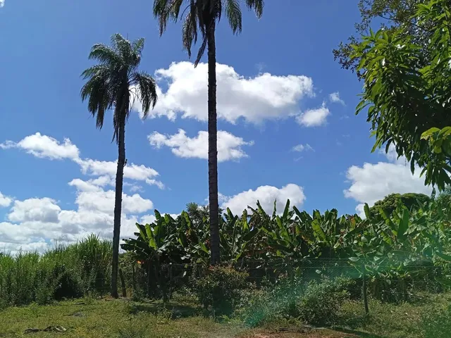 Imagem 5: Sitio/Água de Rio,Poço Artesiano,Casa com 4 Quartos,Curral/Escriturado.