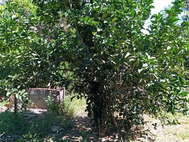 Imagem 7: Sitio/Água de Rio,Poço Artesiano,Casa com 4 Quartos,Curral/Escriturado.