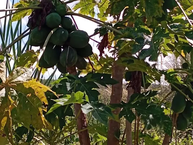 Imagem 8: Sitio/Água de Rio,Poço Artesiano,Casa com 4 Quartos,Curral/Escriturado.