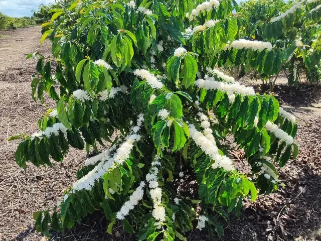 Imagem 12: Fazenda Rodovia Itabela