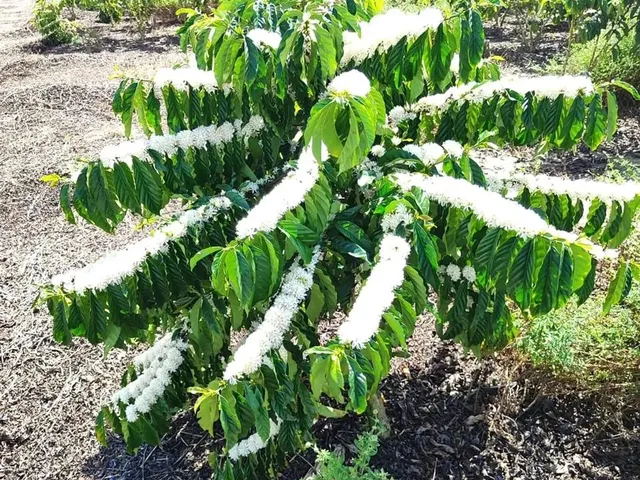Imagem 9: Fazenda Rodovia Itabela