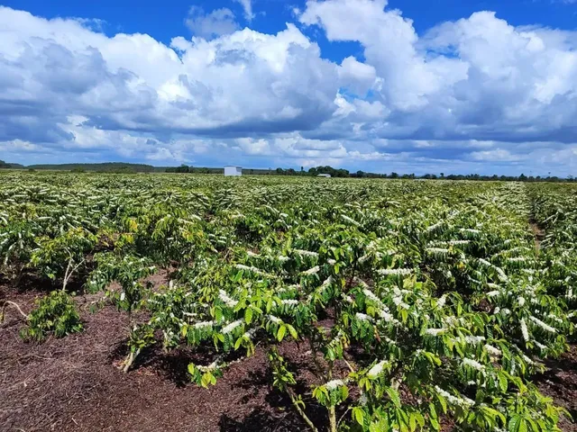 Imagem 15: Fazenda Rodovia Itabela