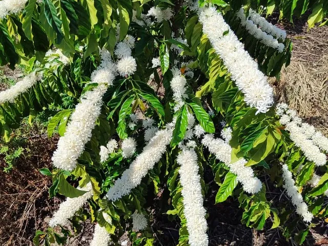 Imagem 11: Fazenda Rodovia Itabela