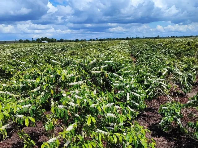 Imagem 8: Fazenda Rodovia Itabela