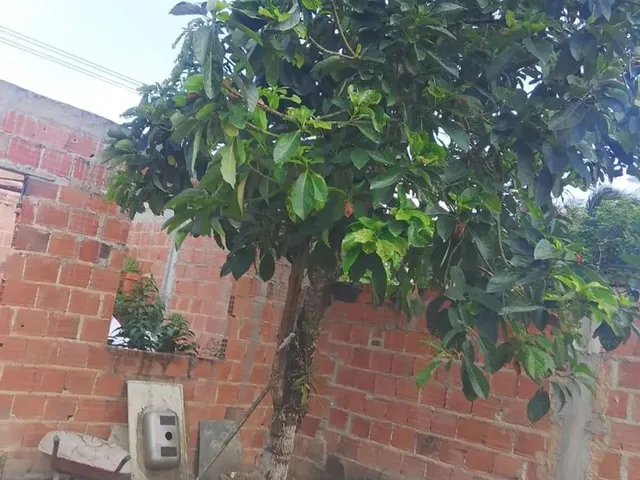Imagem 10: Casa com Quintal com 10 Largura e 82 de Comprimento