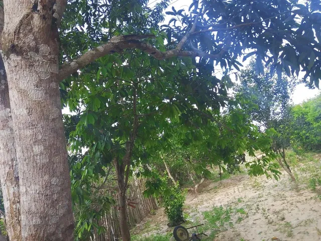 Imagem 11: Casa com Quintal com 10 Largura e 82 de Comprimento