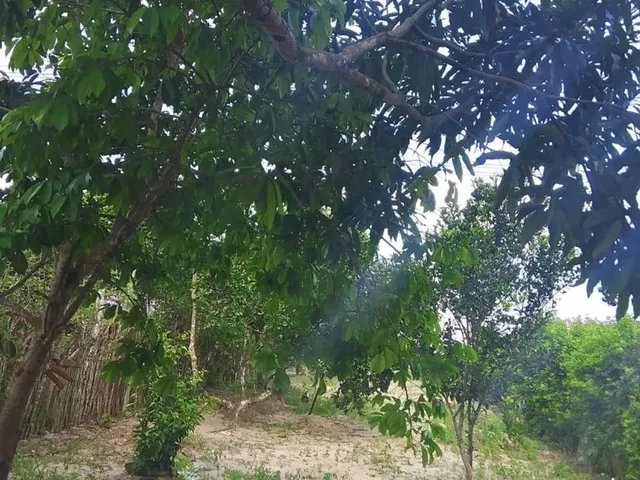 Imagem 12: Casa com Quintal com 10 Largura e 82 de Comprimento