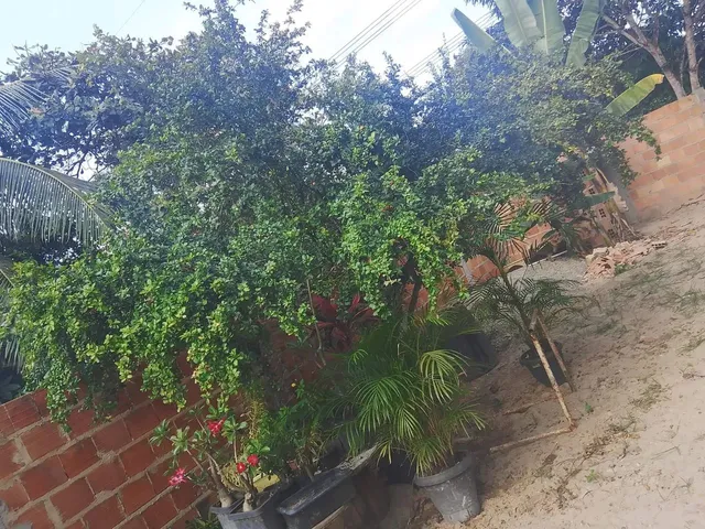 Imagem 13: Casa com Quintal com 10 Largura e 82 de Comprimento