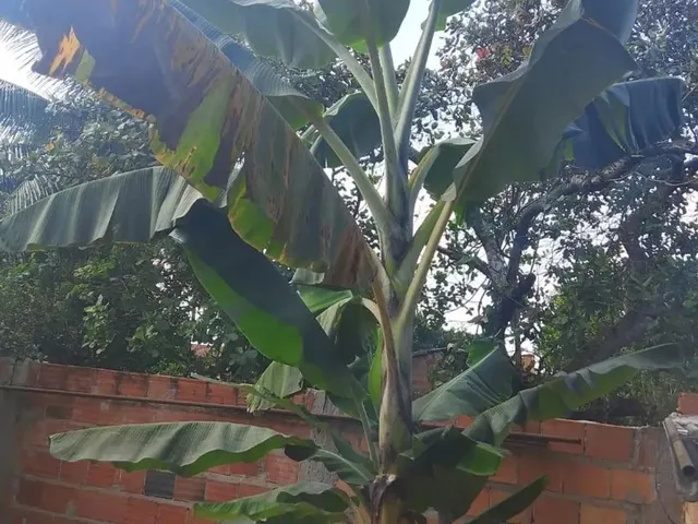 Imagem 14: Casa com Quintal com 10 Largura e 82 de Comprimento