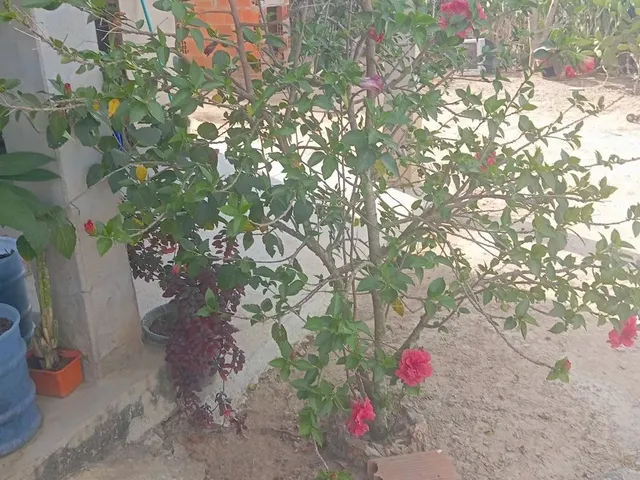 Imagem 8: Casa no Interior