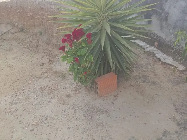 Imagem 7: Casa no Interior