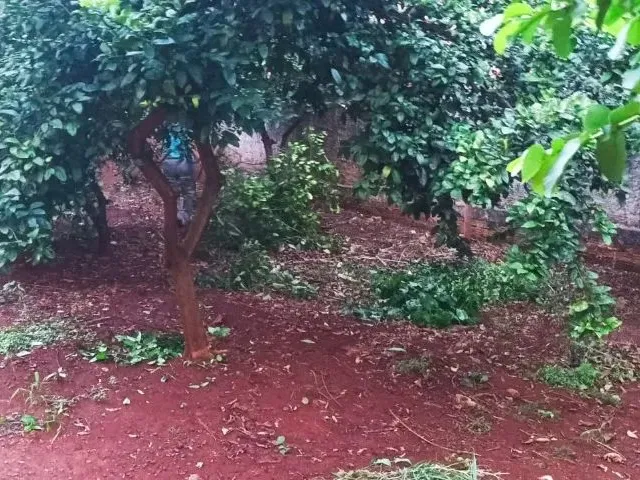 Imagem 11: Casa com Terreno Amplo 384,18 M2 Pr - Borrazópolis